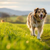 How Long Does It Take a Dog to Lose Weight? A Comprehensive Guide for Pet Owners