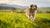How Long Does It Take a Dog to Lose Weight? A Comprehensive Guide for Pet Owners