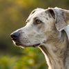 How Long Does It Take Dog Hair to Grow Back? Understanding the Regrowth Process