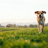 How Long Does It Take for a Dog to Lose Weight: Your Complete Guide to Canine Weight Loss