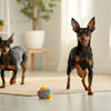 How Long Does Kibble Stay Fresh? Essential Insights for Pet Owners