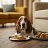 How Long Does Kibble Take to Digest? Understanding Your Dog's Digestive Process