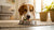 How Long Does My Dog Eat Puppy Food? Understanding the Feeding Timeline for Your Furry Friend