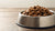 How Long Does Wet Dog Food Last? Essential Guidelines for Pet Owners