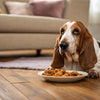 How Long Does Wet Dog Food Last Unopened? A Comprehensive Guide for Pet Owners