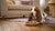 How Long Does Wet Dog Food Last Unopened? A Comprehensive Guide for Pet Owners