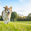 How Long for a Dog to Lose Weight on Diet: A Comprehensive Guide for Pet Owners