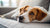 How Long for Food Allergy Symptoms to Go Away in Dogs: Understanding the Recovery Process-141101760751