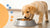 How Long is a Dog a Puppy for Food? Understanding Puppy Nutrition and Transitioning