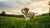 How Long is a Dog Considered a Puppy for Food?