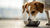 How Long Is a Dog on Puppy Food? Your Comprehensive Guide to Transitioning