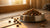 How Long Is Dry Dog Food Good? A Comprehensive Guide for Pet Owners