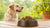 How Long Is Dry Dog Food Good For? A Comprehensive Guide for Pet Owners