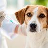 How Long Is Rabies Vaccine Good for Dogs: Understanding Duration and Best Practices