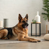 How Long Is Wet Dog Food Good For? Essential Tips for Safe and Fresh Feeding
