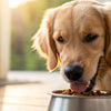 How Long Should a Dog Eat Puppy Food? A Comprehensive Guide for Pet Owners