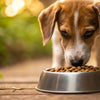 How Long Should a Dog Get Puppy Food? Everything You Need to Know