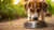 How Long Should a Dog Get Puppy Food? Everything You Need to Know