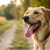 How Long Should a Dog Pant After Exercise? Understanding Your Dog's Recovery Needs