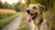 How Long Should a Dog Pant After Exercise? Understanding Your Dog's Recovery Needs