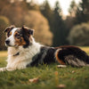 How Long Should a Dog Wait to Eat After Exercise? Understanding the Optimal Feeding Schedule