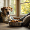 How Long Should a Dog Wait to Exercise After Eating?