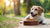 How Long Should Dogs Eat Soft Food After Tooth Extraction?-140138447087