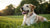 How Long Should Dogs Get Puppy Food? A Complete Guide for Dog Owners