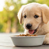 How Long Should Dogs Stay on Puppy Food: Optimizing Your Puppy’s Transition to Adult Nutrition