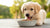 How Long Should Dogs Stay on Puppy Food: Optimizing Your Puppy’s Transition to Adult Nutrition