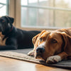 How Long Should Dogs Wait to Eat After Exercise?