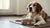 How Long Should Dogs Wait to Exercise After Eating? Understanding the Right Timing for Your Pet's Health
