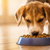 How Long Should I Feed Puppy Food to My Dog? A Comprehensive Guide