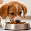 How Long Should I Give My Dog Puppy Food? Understanding Your Puppy’s Nutritional Journey