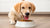 How Long Should I Keep My Dog on Puppy Food?