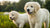 How Long Should Large Breed Dogs Be on Puppy Food? Understanding Their Nutritional Journey