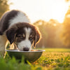 How Long Should Large Breed Dogs Eat Puppy Food for Optimal Growth?
