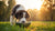 How Long Should Large Breed Dogs Eat Puppy Food for Optimal Growth?