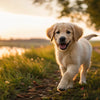 How Long Should My Dog Be on Puppy Food? A Comprehensive Guide for Pet Owners