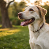 How Long Should My Dog Eat Puppy Food? A Complete Guide for Dog Owners