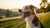 How Long Should My Dog Pant After Exercise? Understanding Your Canine's Cooling Mechanism