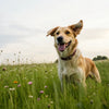 How Long Should My Dog Stay on Puppy Food? A Comprehensive Guide for Pet Owners