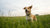 How Long Should My Dog Stay on Puppy Food? A Comprehensive Guide for Pet Owners