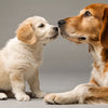 How Long Should Puppies Eat Puppy Food? Understanding the Transition to Adult Dog Food