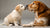 How Long Should Puppies Eat Puppy Food? Understanding the Transition to Adult Dog Food