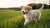 How Long Should You Feed Dog Puppy Food: A Comprehensive Guide
