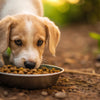 How Long Should You Feed Puppy Food to a Dog? A Complete Guide