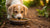 How Long Should You Feed Puppy Food to a Dog? A Complete Guide