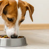 How Long Should You Give a Dog Puppy Food? A Comprehensive Guide