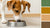 How Long Should You Give a Dog Puppy Food? A Comprehensive Guide